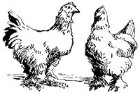CHICKF92.BMP