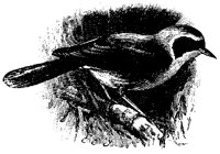 CHICKE41.BMP