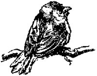 BIRD_AB8.BMP