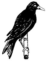 BIRD_A89.BMP