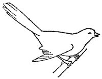 BIRD_8K0.BMP