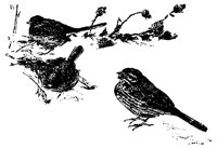 BIRDSET5.BMP