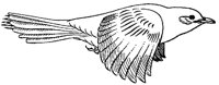 BIRDCZ8.BMP
