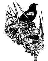 BBIRD278.BMP