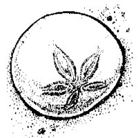 SNDOLLAR.BMP