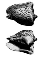 SHELLS2.BMP