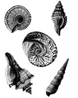 SHELLS1.BMP