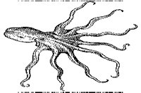 OCTOPUS.BMP