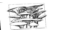 MUSHROOM.BMP