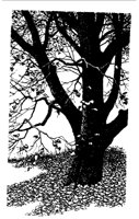 LEAFFALL.BMP