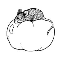 MR_RAT.BMP