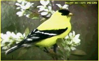 YELBIRD.GIF