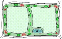 PLANTCEL.BMP