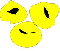 TORTELLI.BMP