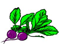 RADISHES.BMP