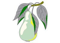 PEAR.BMP