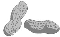 PEANUTS.BMP