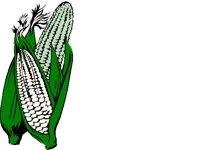 CORN1.BMP