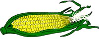 CORN.BMP