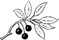 CHERRY.BMP