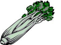 CELERY.BMP