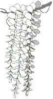 WISTERIA.BMP