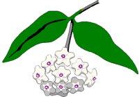 WAXPLANT.BMP