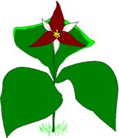TRILLIUM.BMP