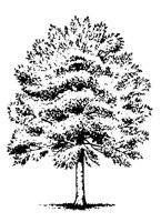 TREE.PCX