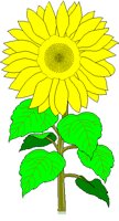 SUNFLOWR.BMP