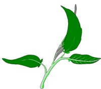 SAGE.BMP