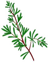 ROSEMARY.BMP
