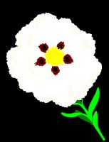 ROCKROSE.BMP