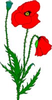 REDPOPPY.BMP