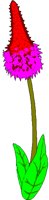 PRIMULA.BMP