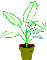 PLANTC.BMP