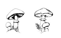 PLANT002.BMP