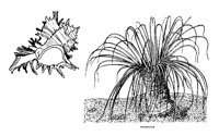 PLANT001.PCX