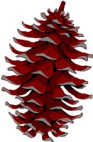 PINECONE.BMP