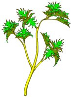 PARSLEY.BMP