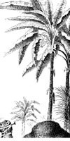 PALM06.PCX