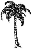 PALM05.PCX