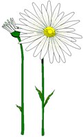 OXEYEDAL.BMP