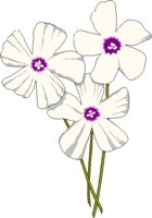 OXALIS.BMP