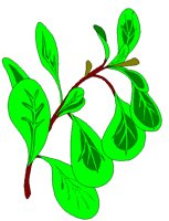 OREGANO.BMP