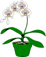 ORCHID2.BMP