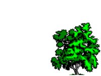 NATURE17.BMP