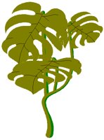 MONSTERA.BMP