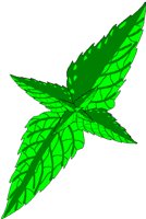 MINT.BMP
