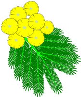 MIMOSA.BMP